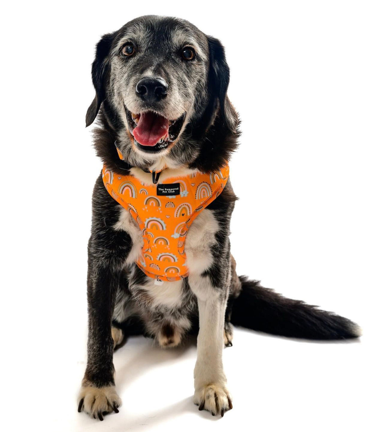 Adjustable Pet Harness - Rainbow